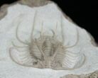 Breathtaking Boedaspis Trilobite With Prep Sequence! #7317-3